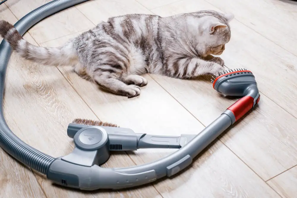 Read more about the article Best Canister Vacuums for Pet Hair (Updated for 2020)